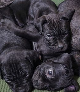 Цуценя кане-корсо