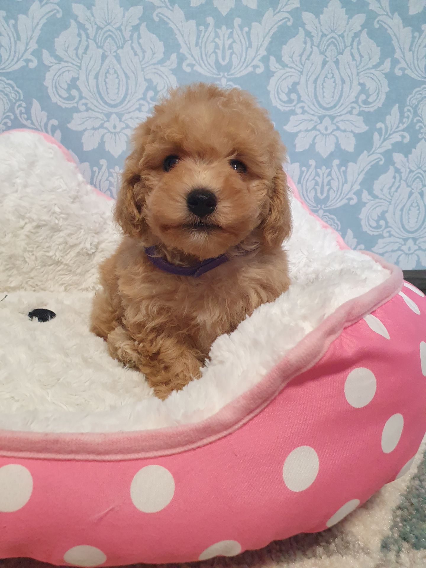 Хлопчик мальтіпу