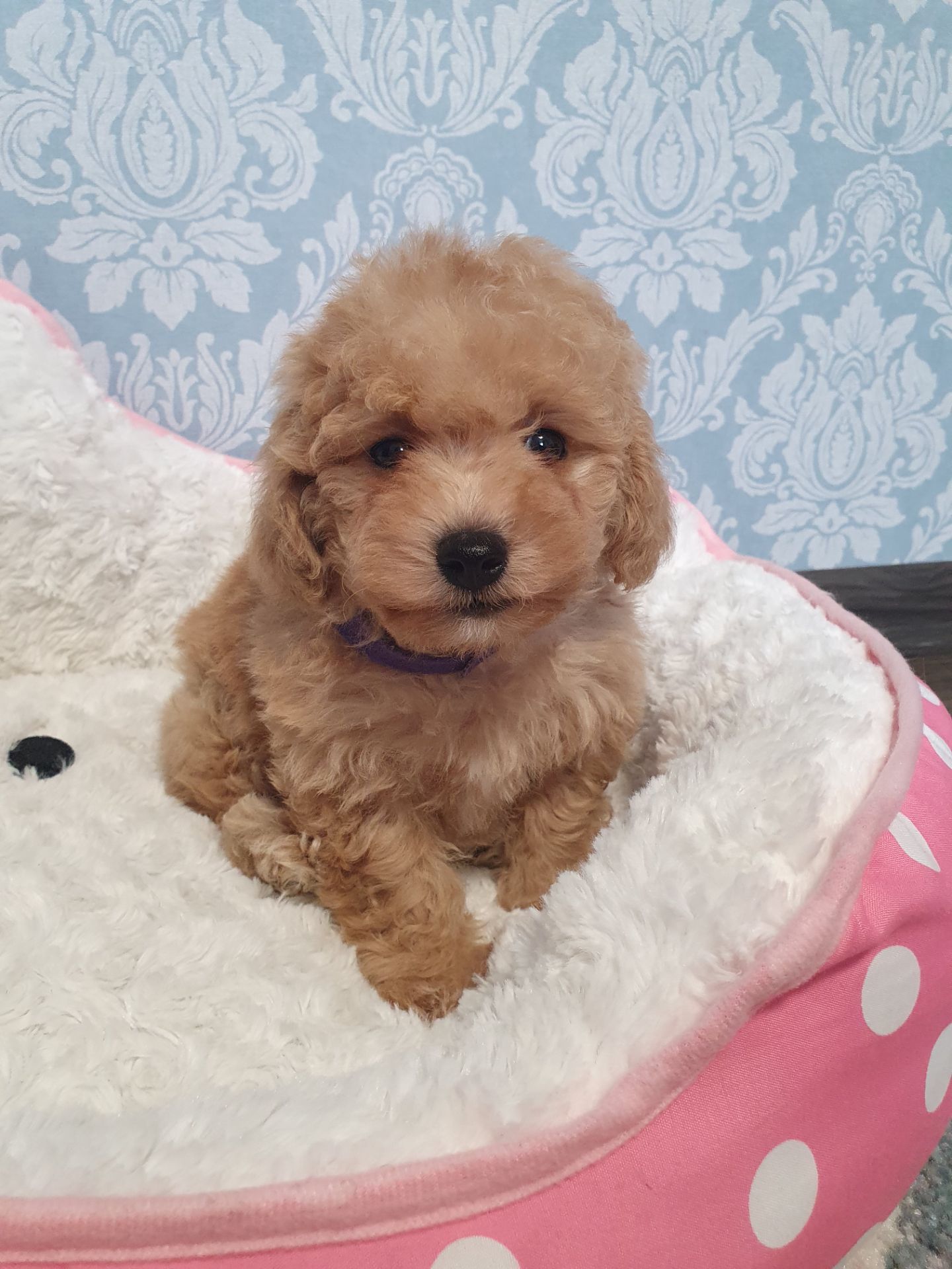 Хлопчик мальтіпу