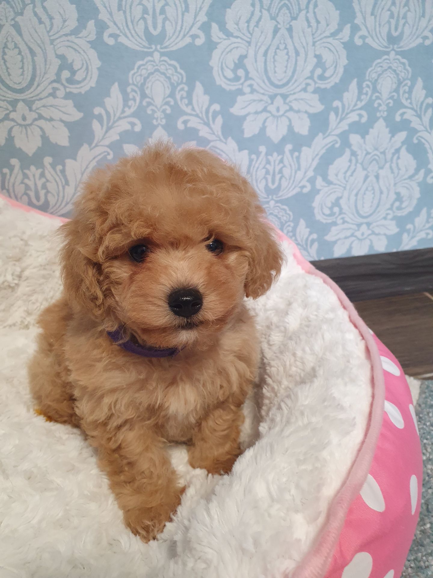 Хлопчик мальтіпу