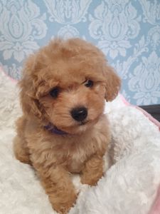 Хлопчик мальтіпу