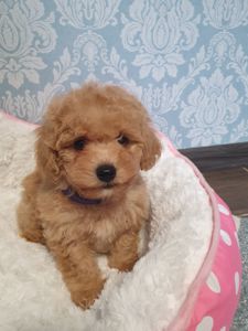 Хлопчик мальтіпу