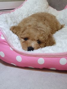 Хлопчик мальтіпу