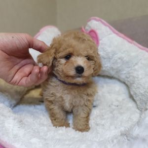 Хлопчик мальтіпу