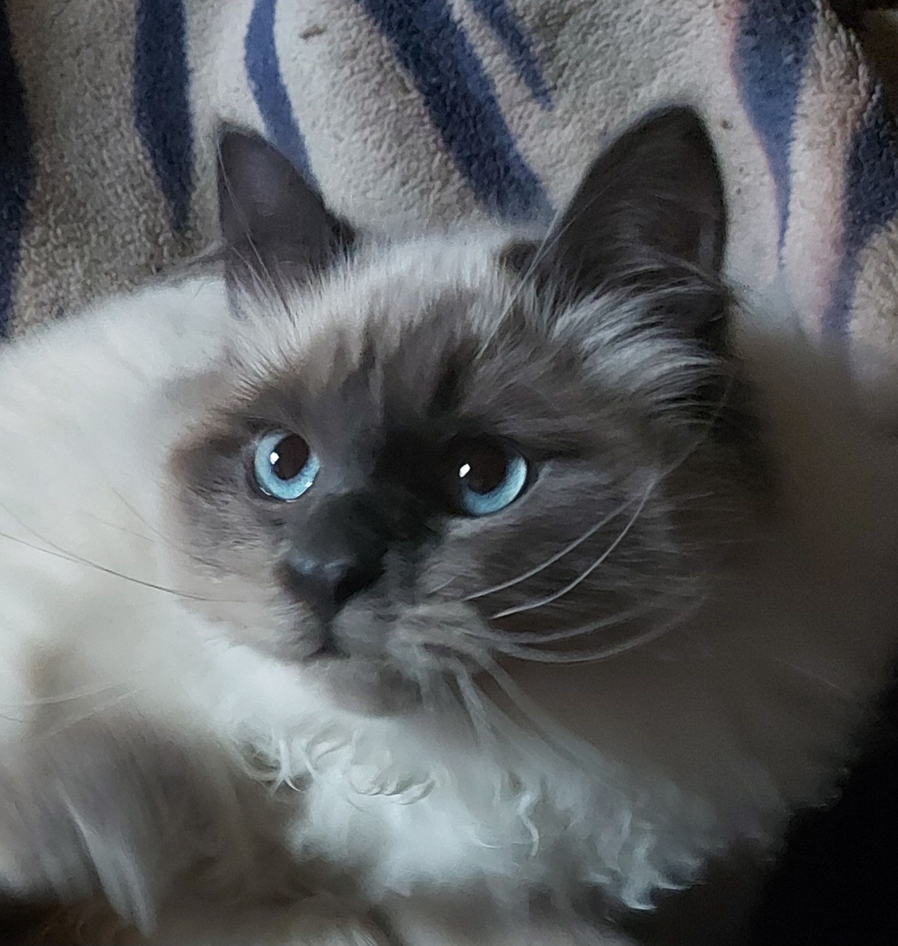 Котик и кошечка Невская