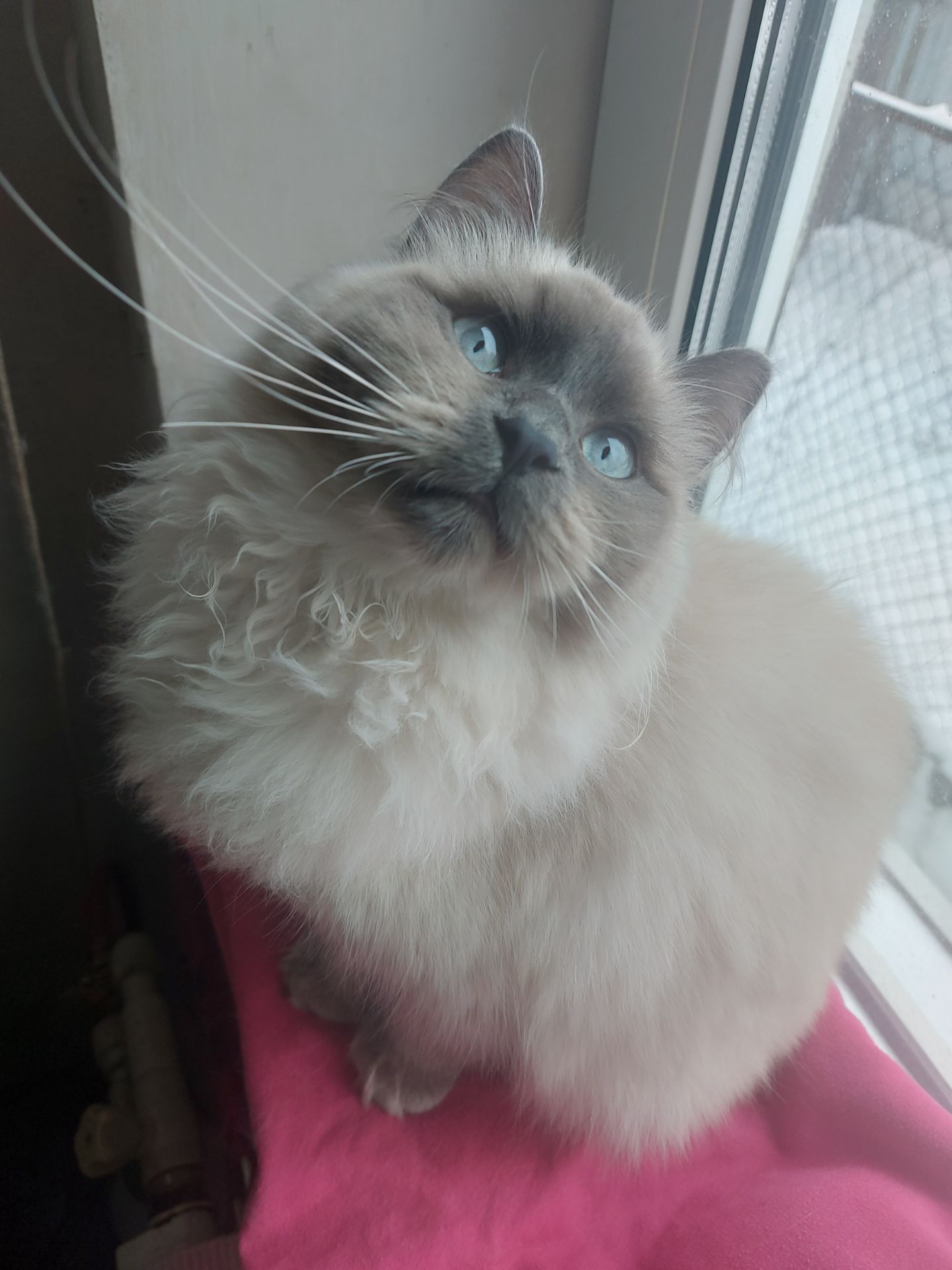 Котик и кошечка Невская