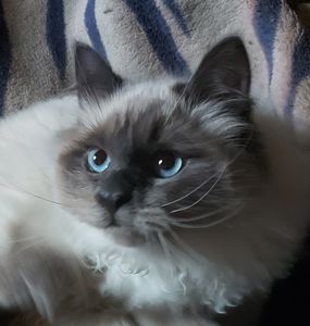 Котик и кошечка Невская