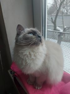 Котик и кошечка Невская