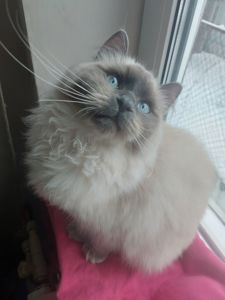 Котик и кошечка Невская