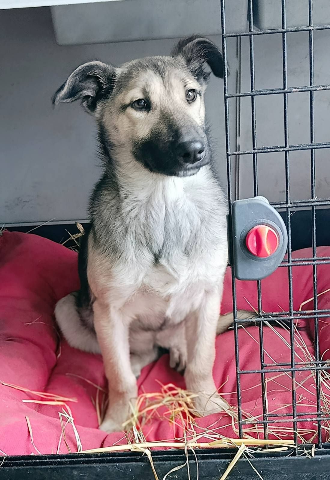 Цуценя без породи