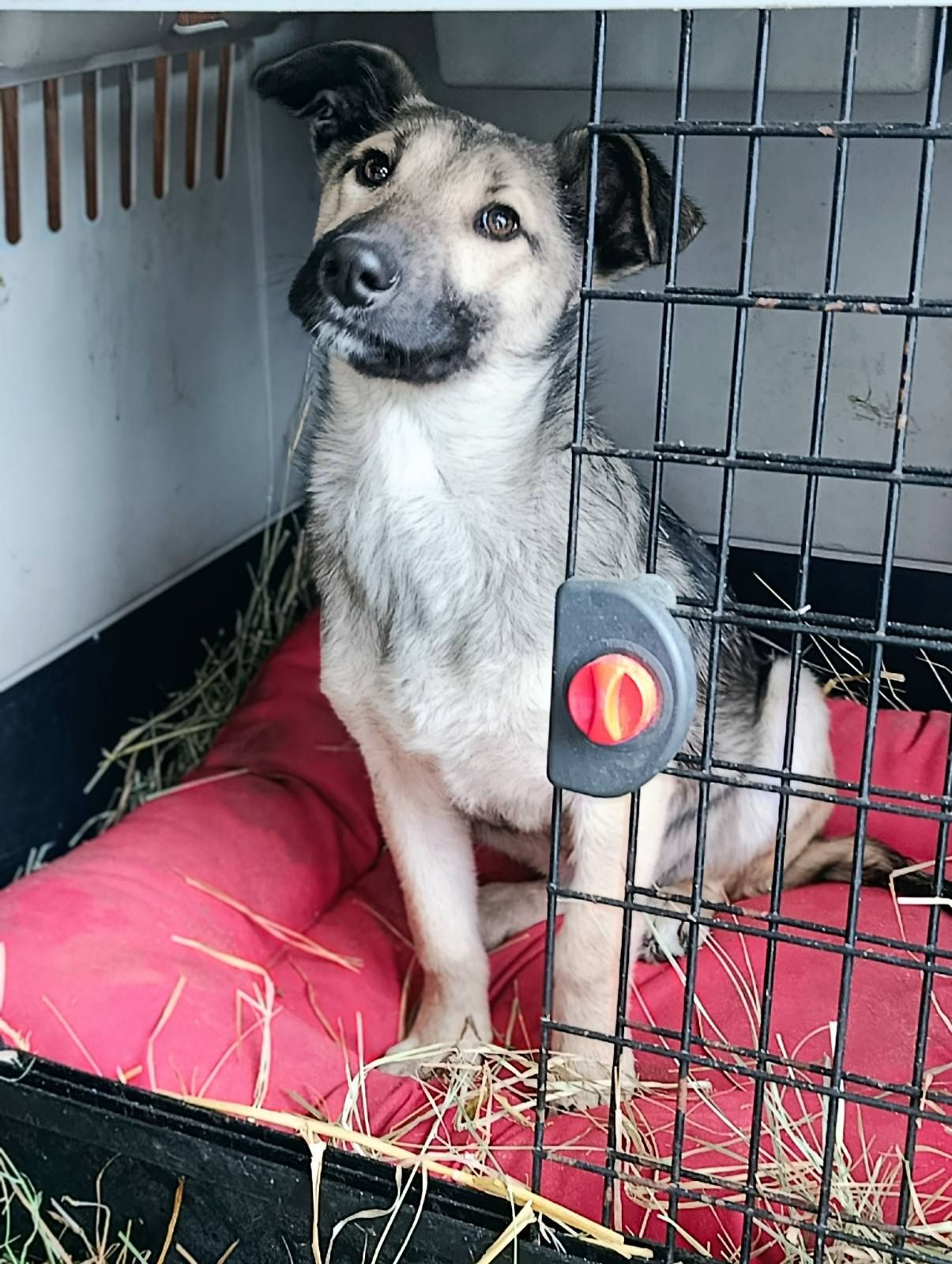 Цуценя без породи