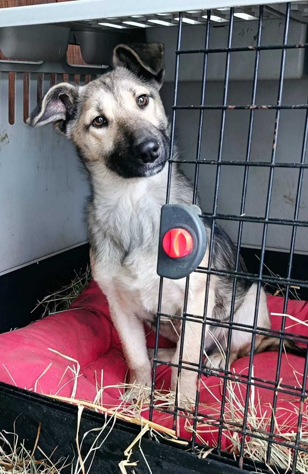 Цуценя без породи