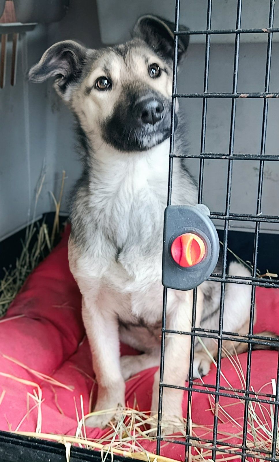 Цуценя без породи