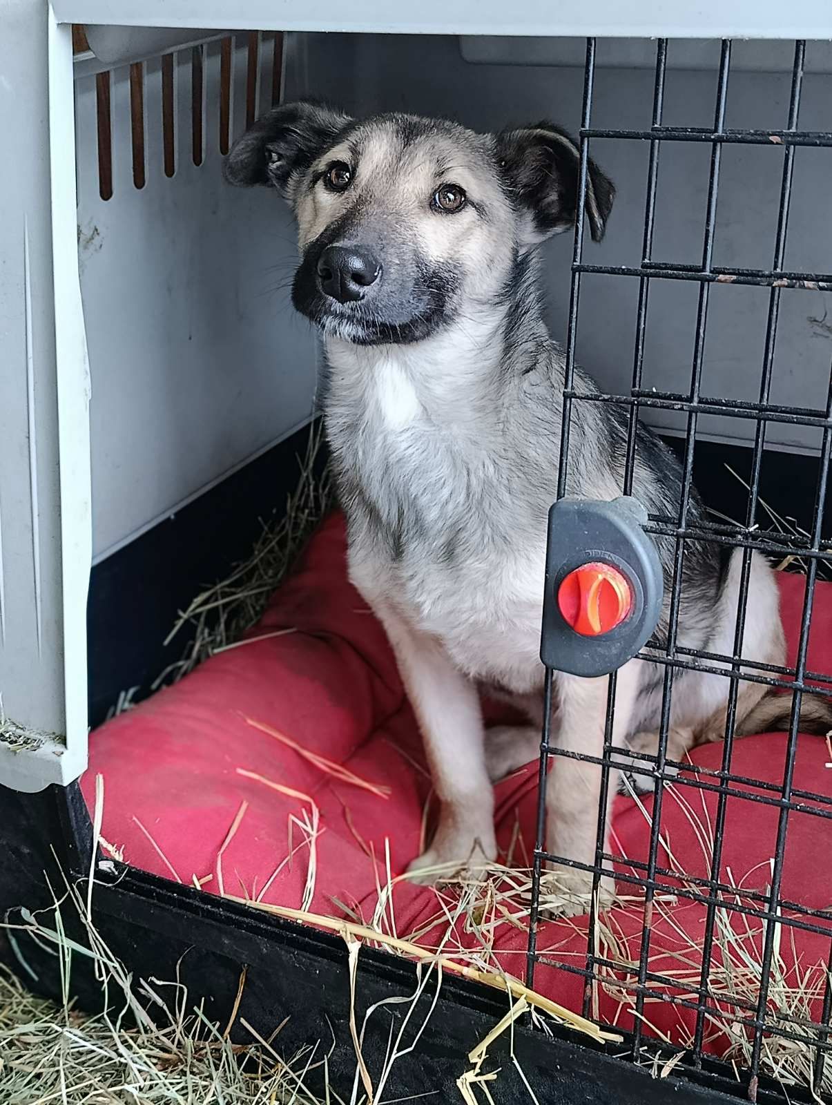 Цуценя без породи