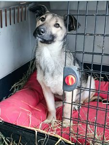 Цуценя без породи