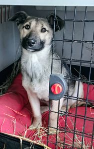 Цуценя без породи