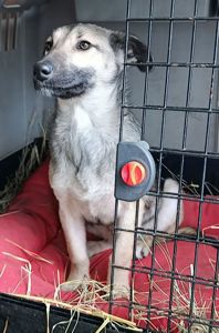 Цуценя без породи