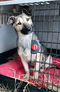 Цуценя без породи