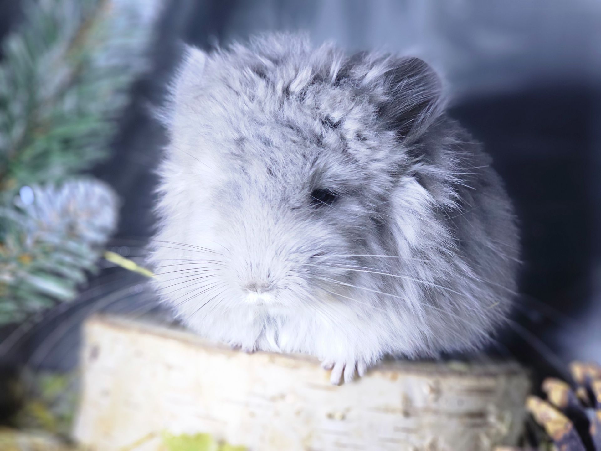 Шиншиллы и Шиншиллята из Профессионального Питомника