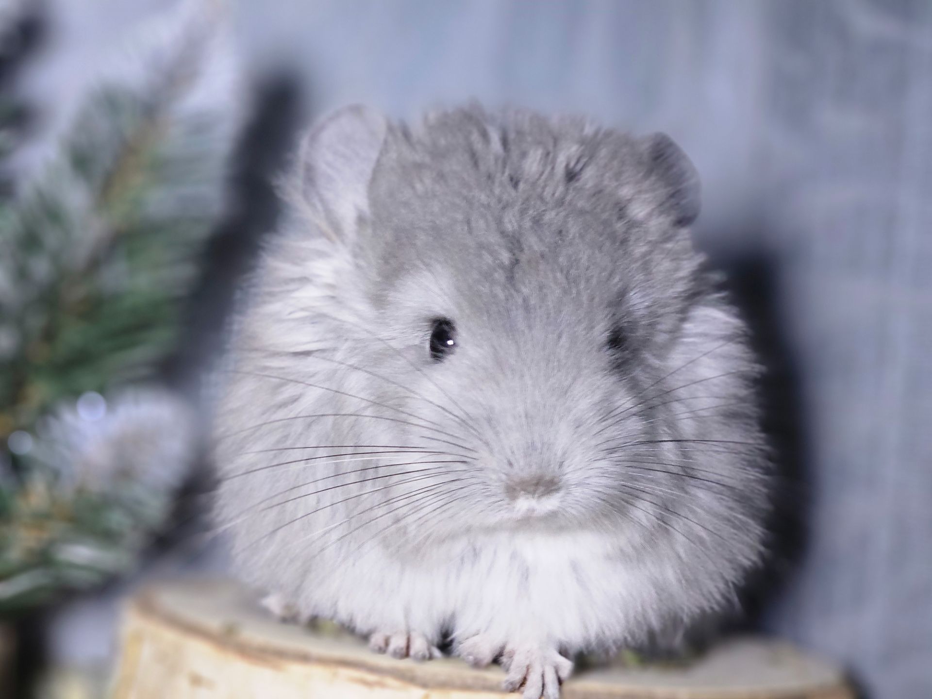 Шиншиллы и Шиншиллята из Профессионального Питомника