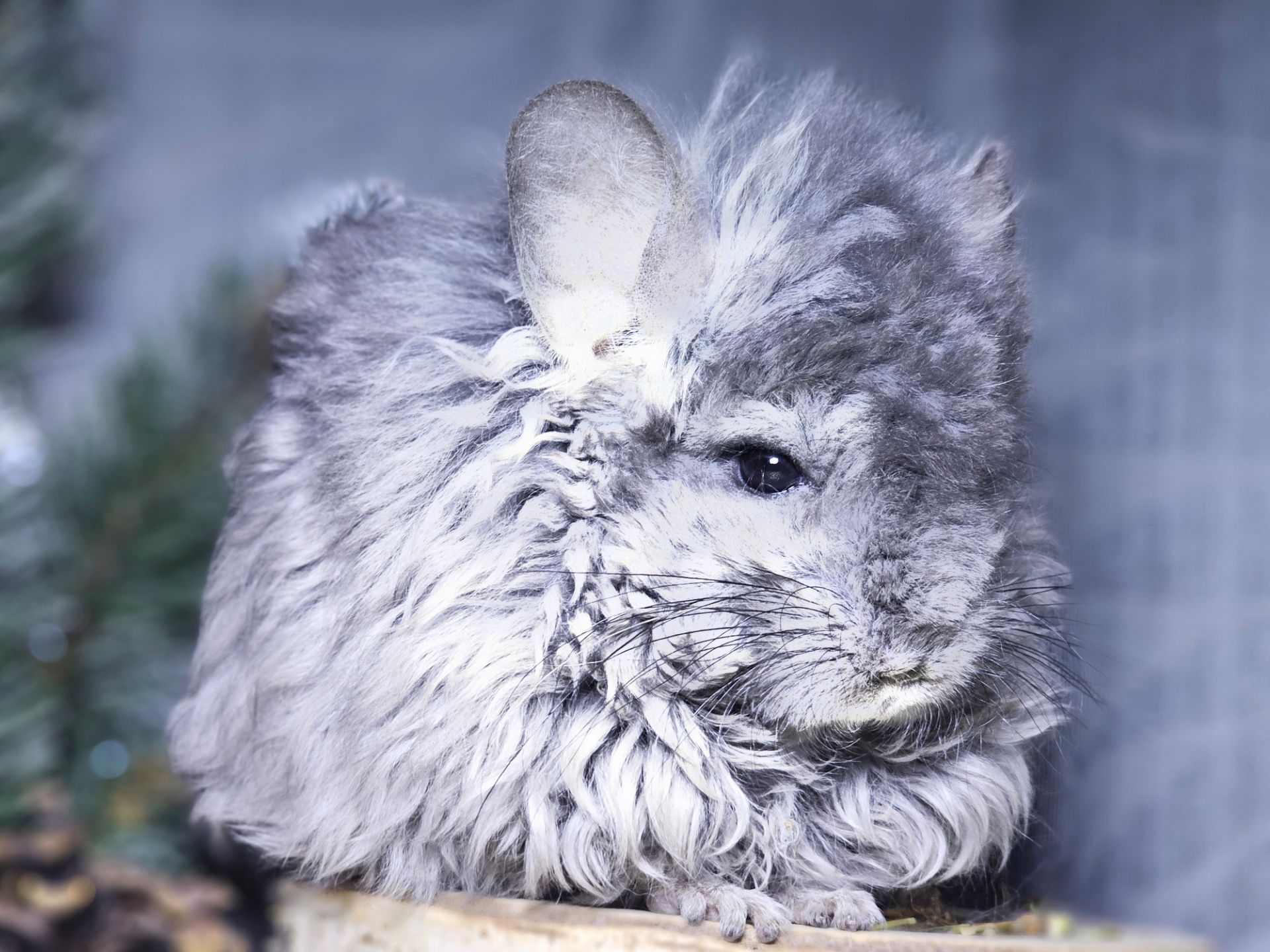 Шиншиллы и Шиншиллята из Профессионального Питомника