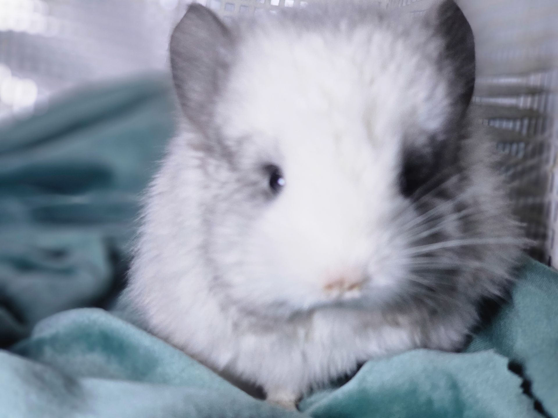 Шиншиллы и Шиншиллята из Профессионального Питомника