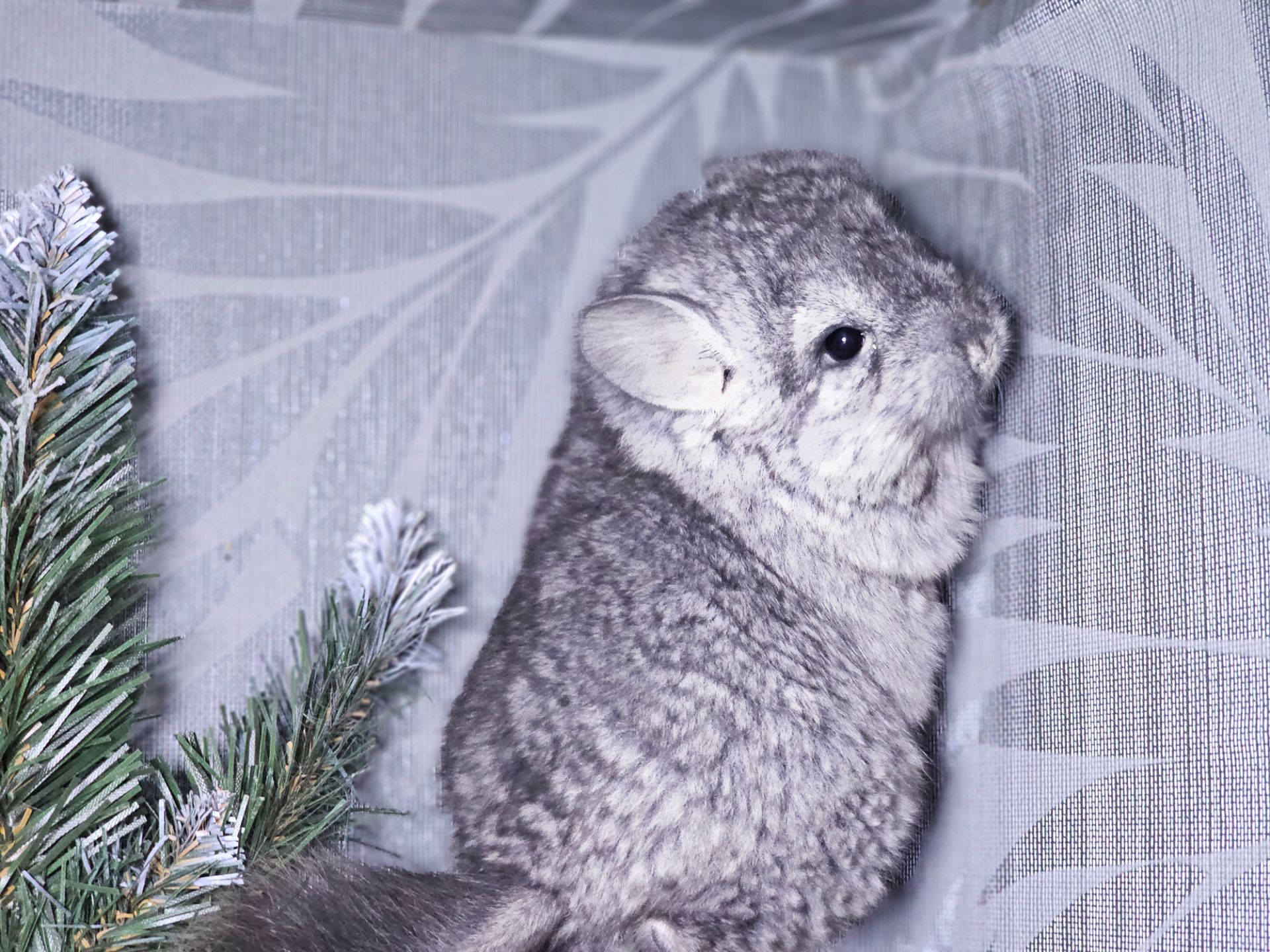 Шиншиллы и Шиншиллята из Профессионального Питомника