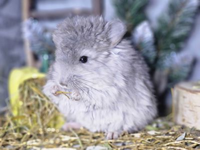 Шиншиллы и Шиншиллята из Профессионального Питомника