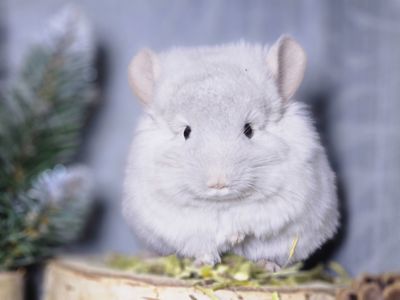 Шиншиллы и Шиншиллята из Профессионального Питомника