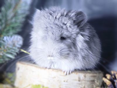 Шиншиллы и Шиншиллята из Профессионального Питомника