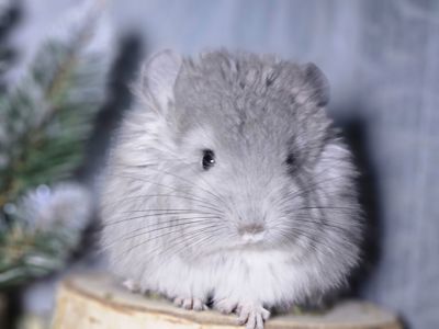 Шиншиллы и Шиншиллята из Профессионального Питомника