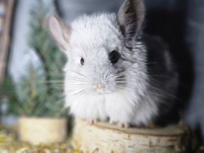 Шиншиллы и Шиншиллята из Профессионального Питомника