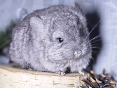 Шиншиллы и Шиншиллята из Профессионального Питомника