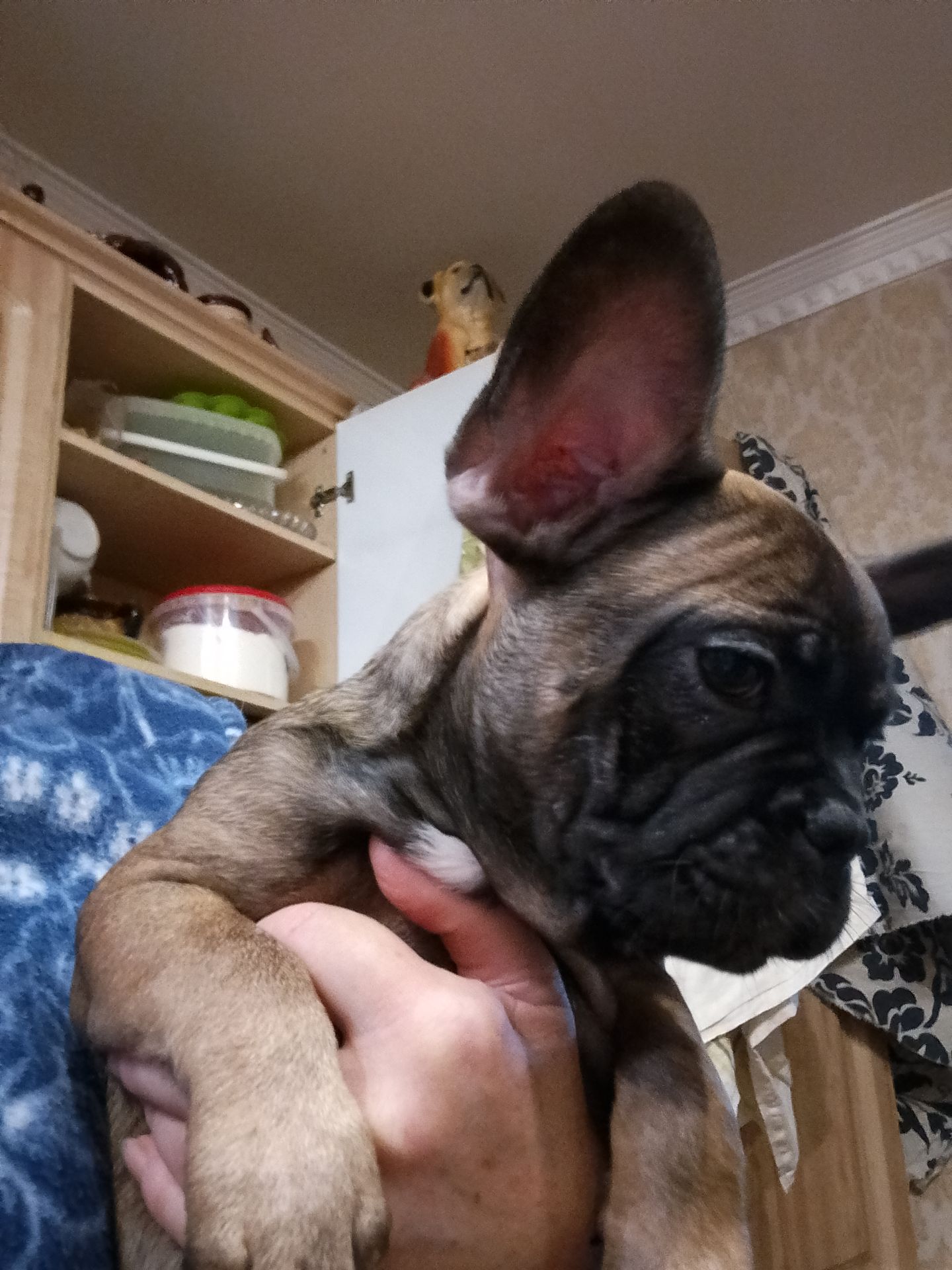 Цуценята французського бульдога