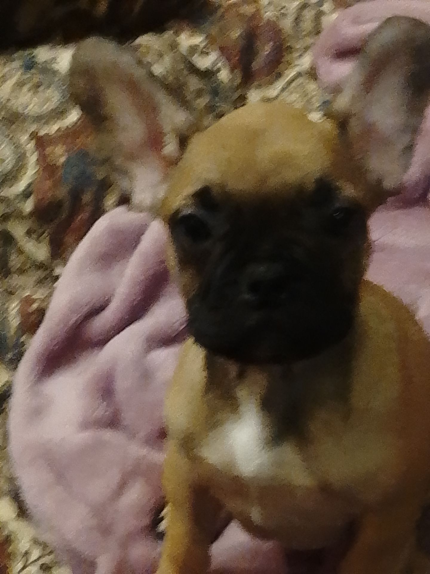 Цуценята французського бульдога