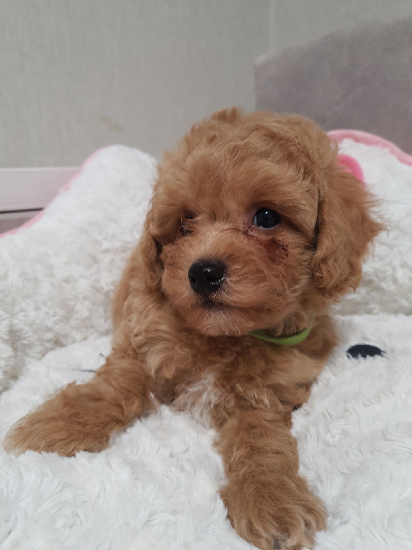 Хлопчики мальтіпу