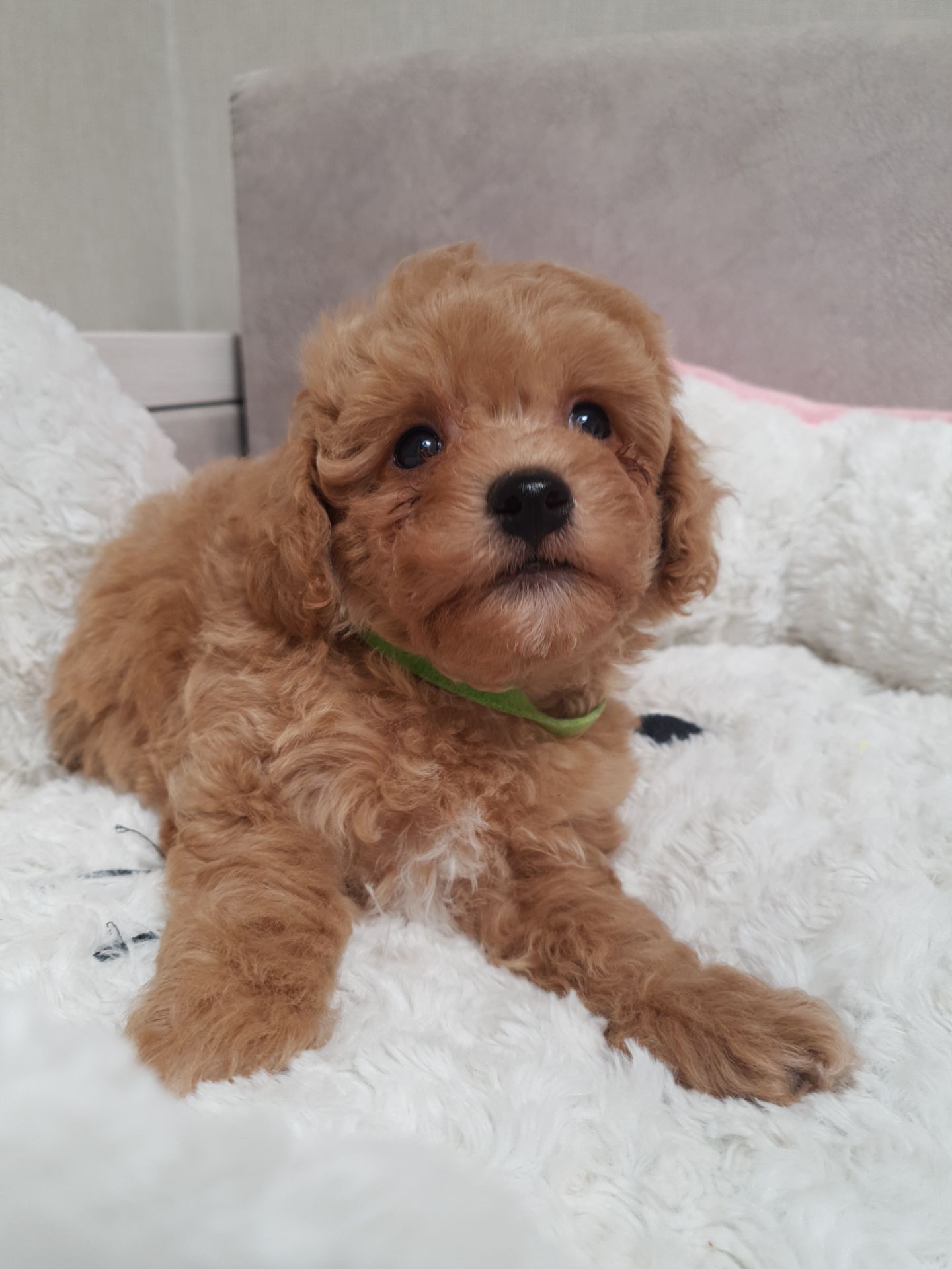 Хлопчики мальтіпу