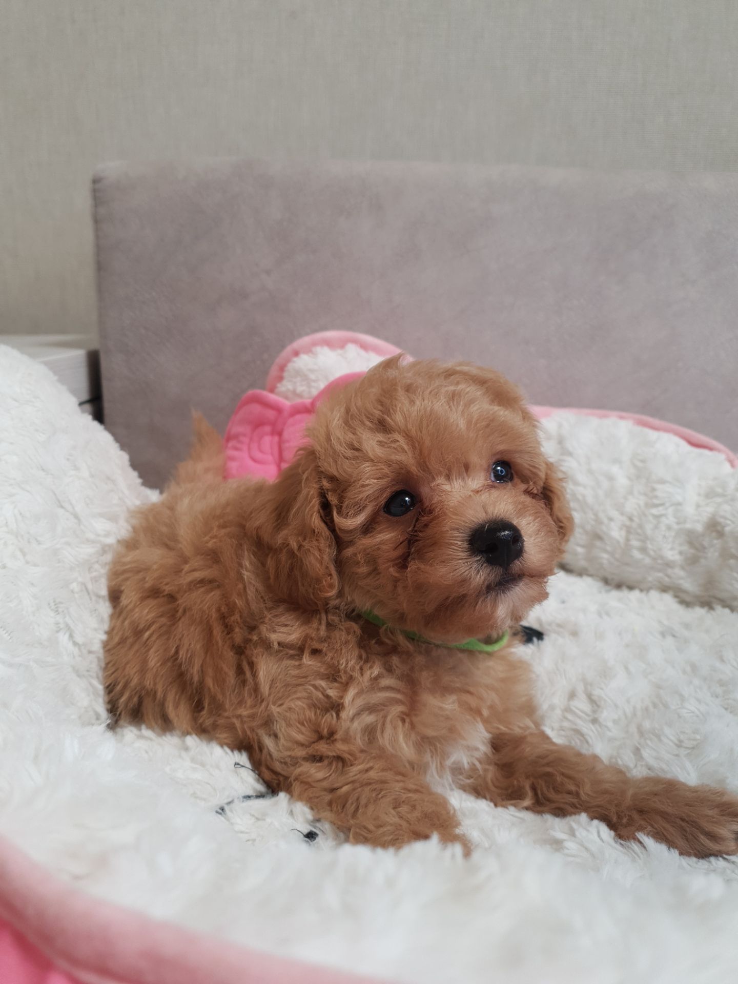 Хлопчики мальтіпу