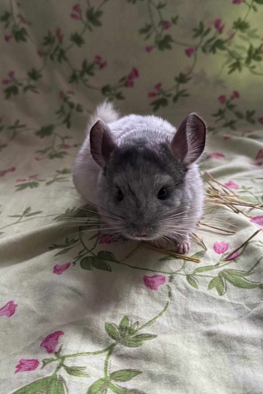 Шушик, грайливий хлопчик