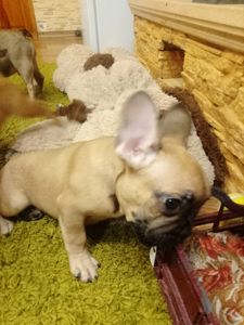 Цуценята французського бульдога