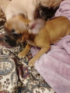 Цуценята французського бульдога