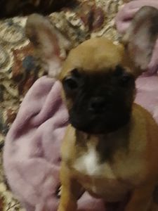 Цуценята французського бульдога