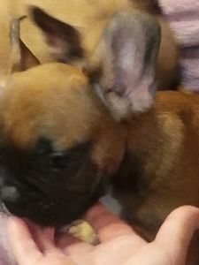 Цуценята французського бульдога