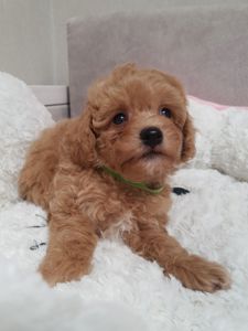 Хлопчики мальтіпу