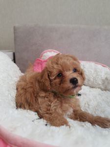 Хлопчики мальтіпу