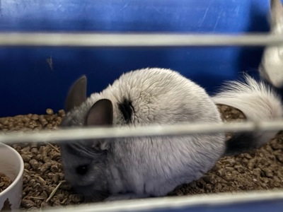 Шушик, грайливий хлопчик