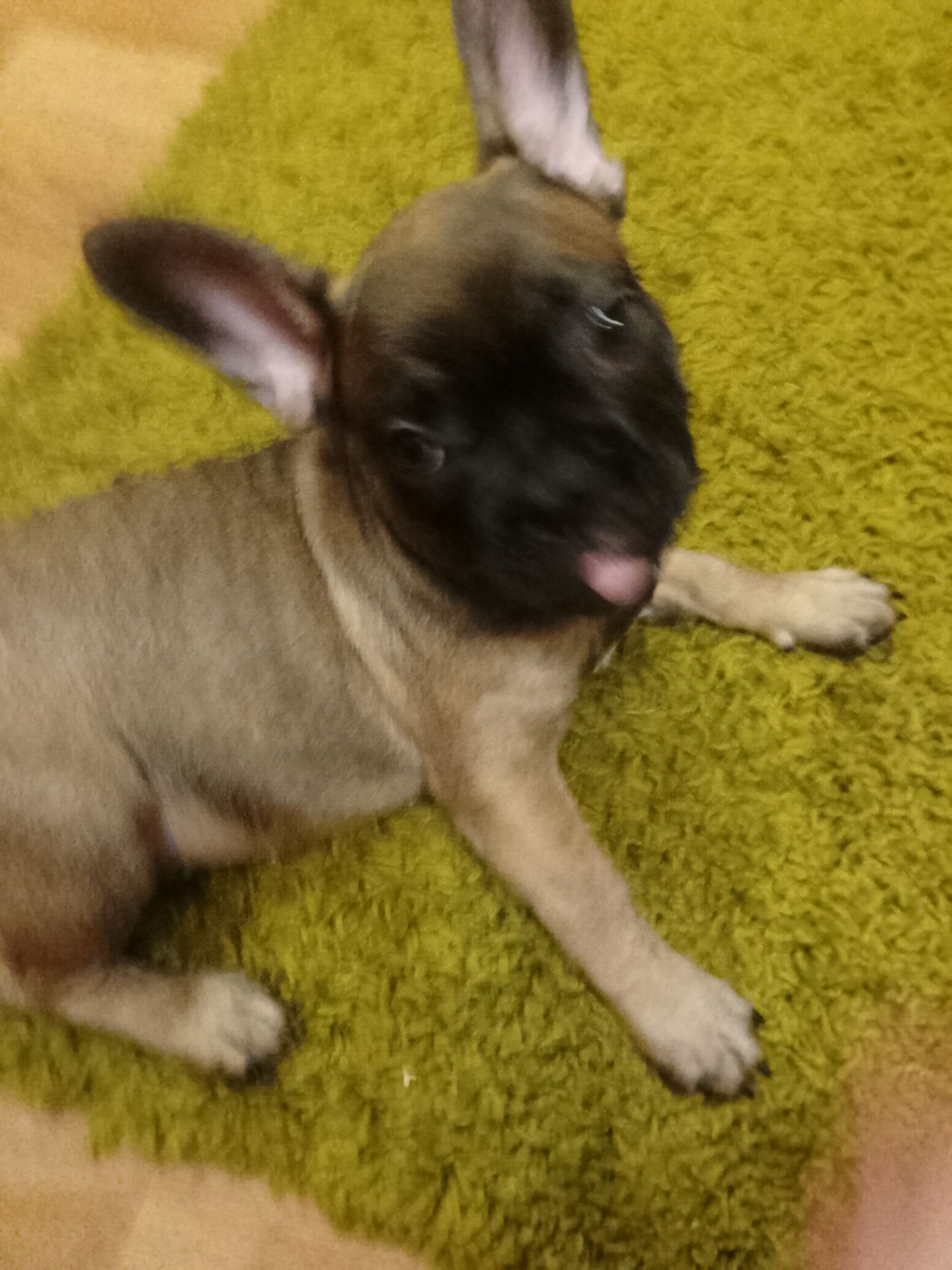 Французський бульдог