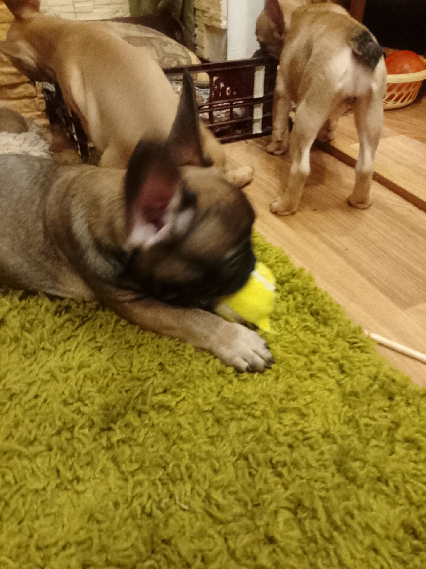 Французський бульдог