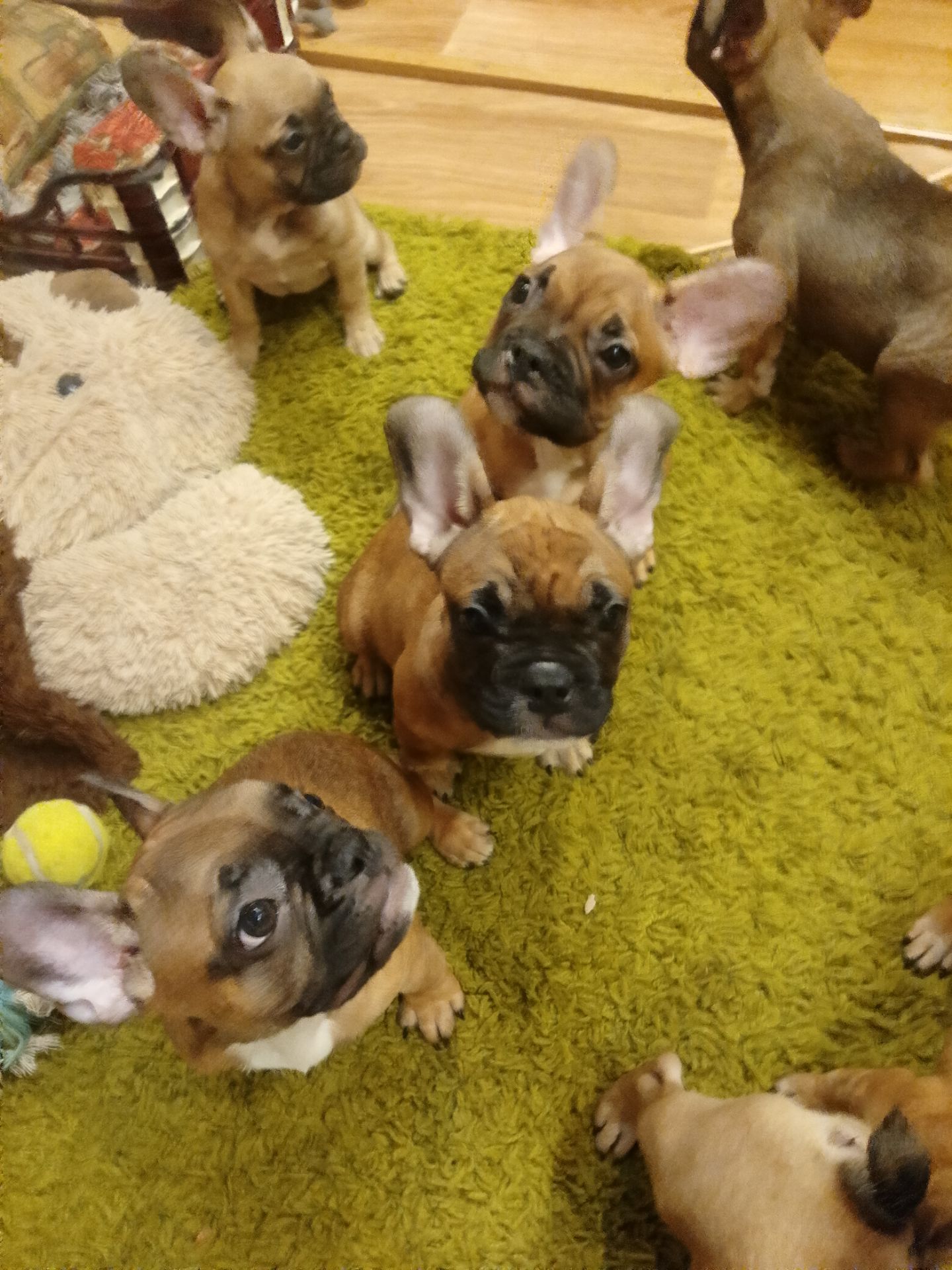 Французський бульдог