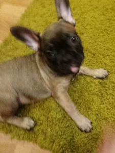 Французський бульдог